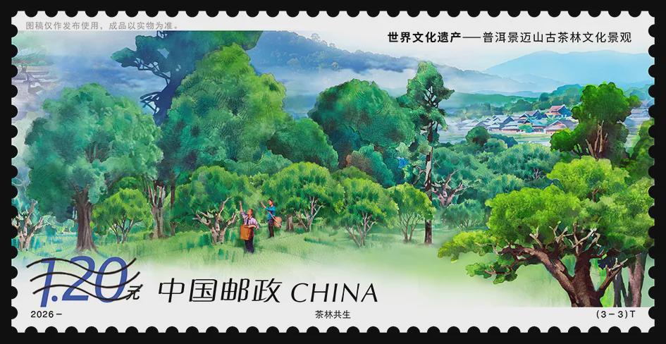 景迈山特种邮票第三枚茶林共生图稿，林下茶群落与采茶人
