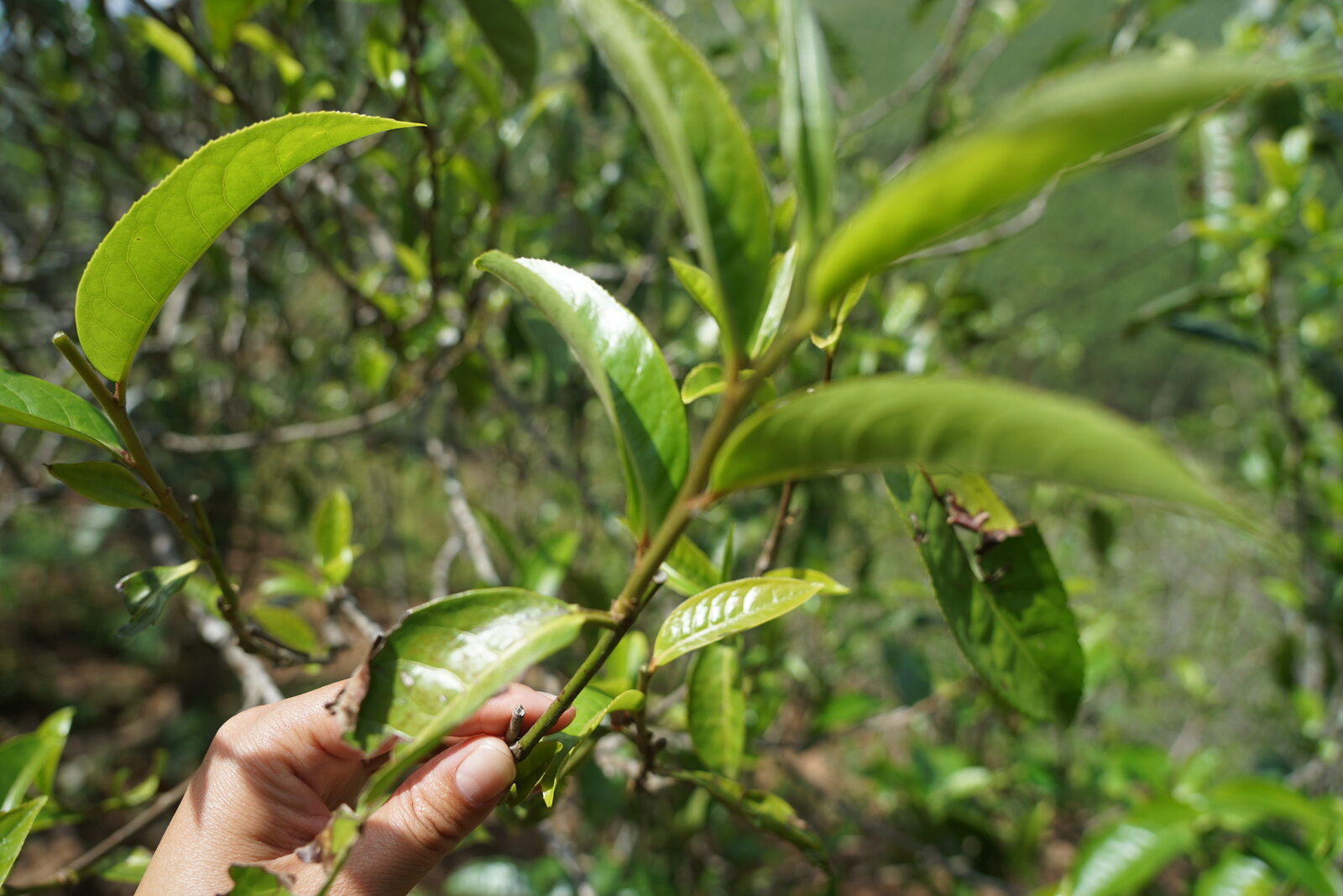 普洱生茶