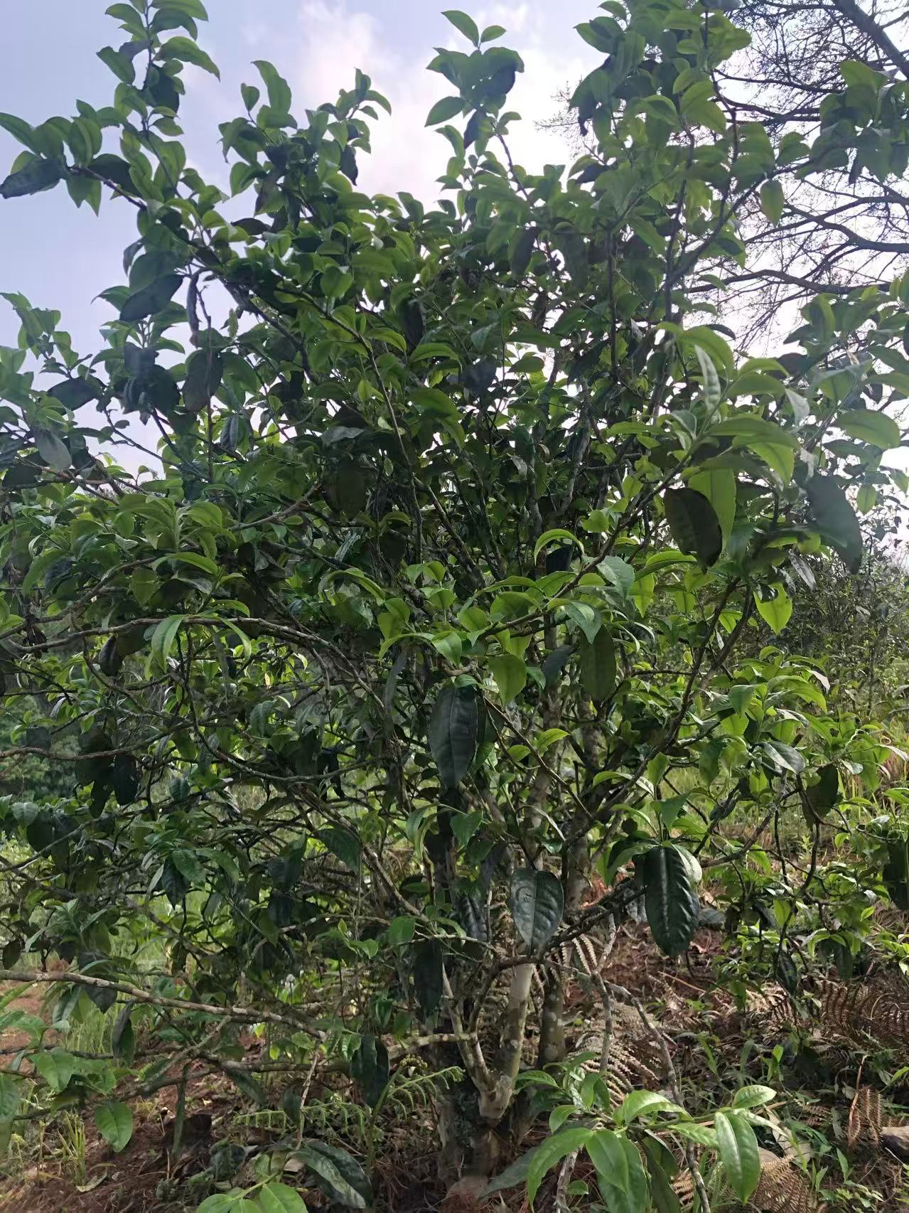 茶山风光