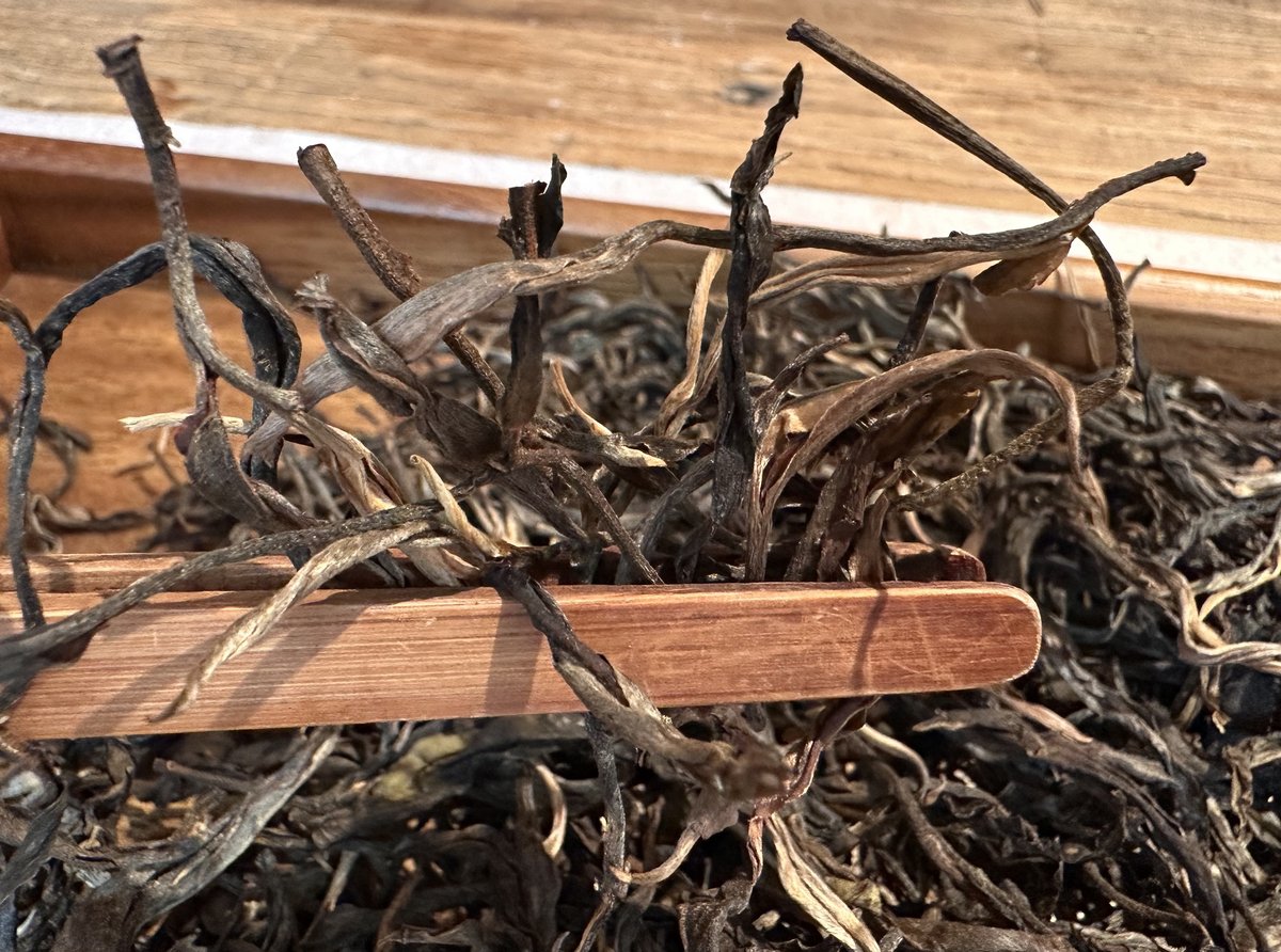 无量山古树普洱生茶2026春 干茶条索特写