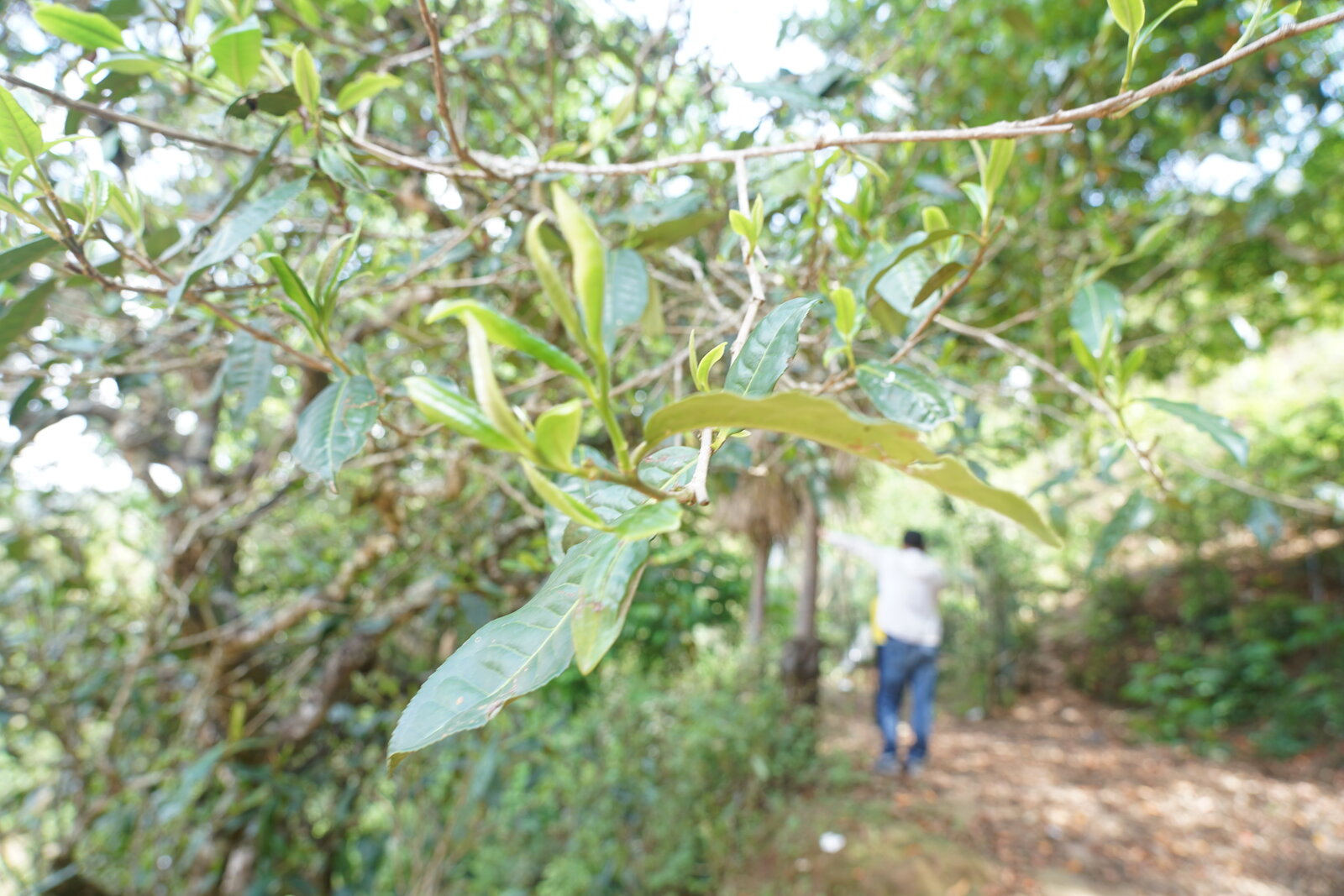 茶树嫩枝特写
