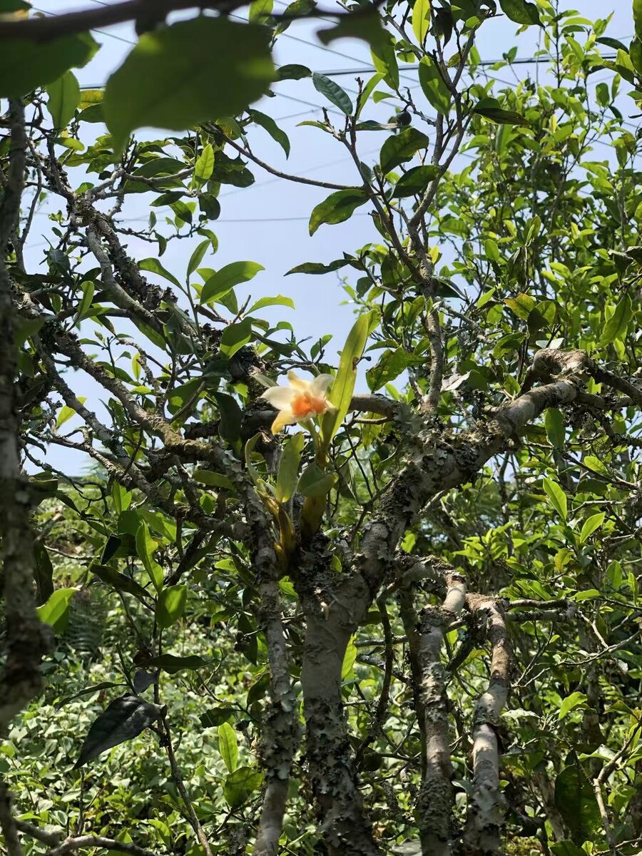 Nannuoshan ancient tea tree
