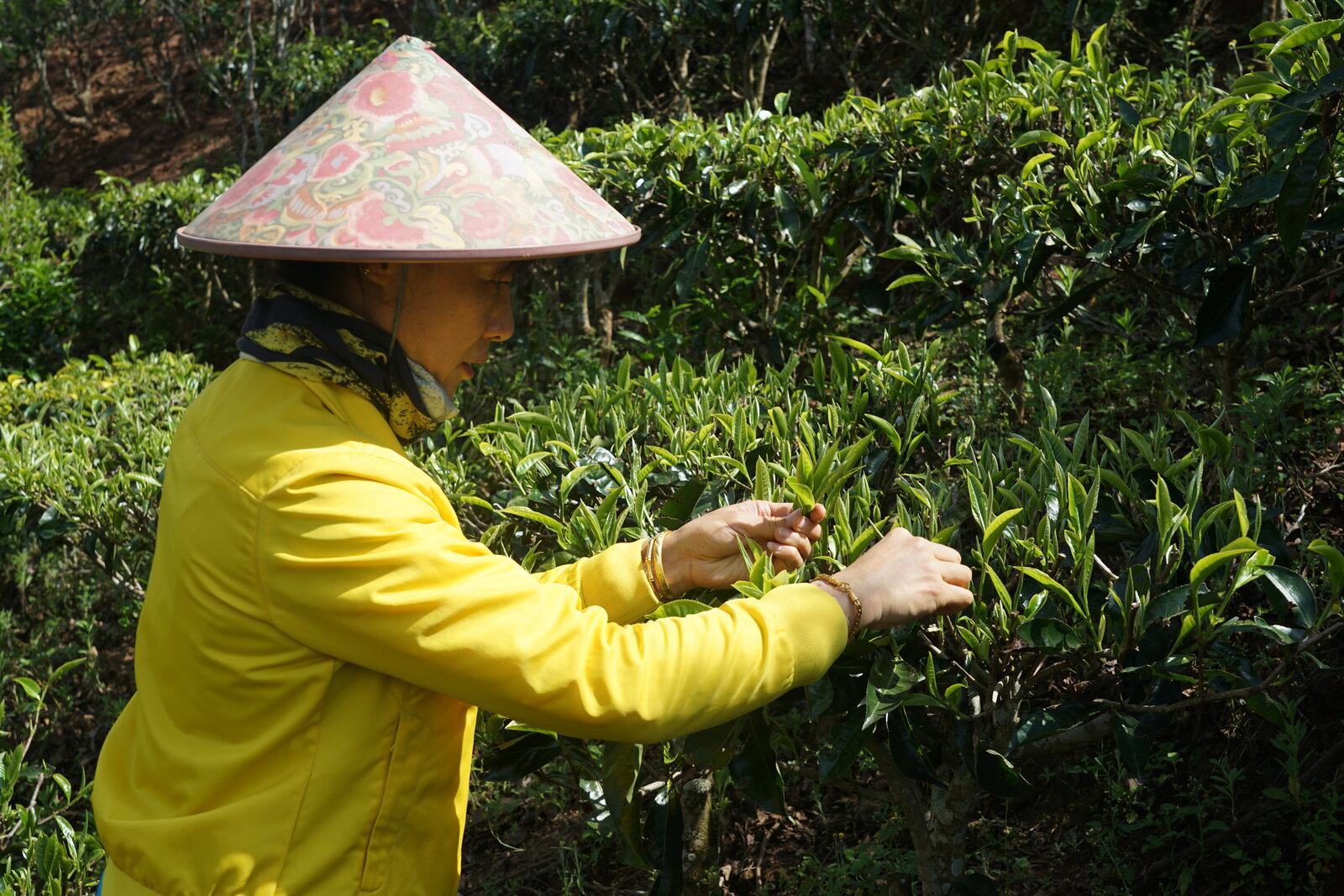 云南茶山采摘实拍