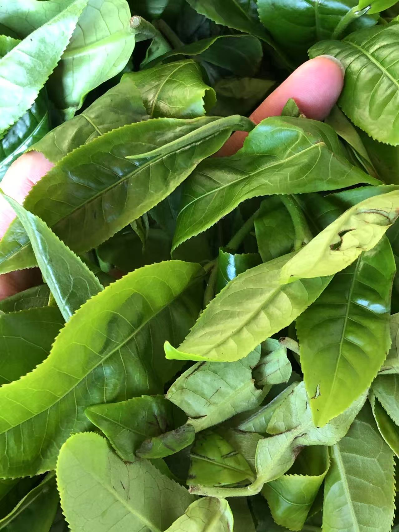 云南茶山鲜叶